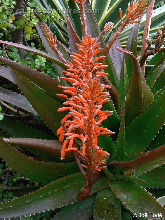 Aloe petrophila ©JL P1250313